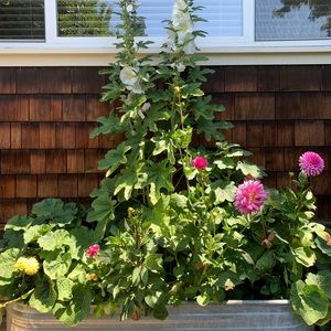 Meet your Posher, Ami